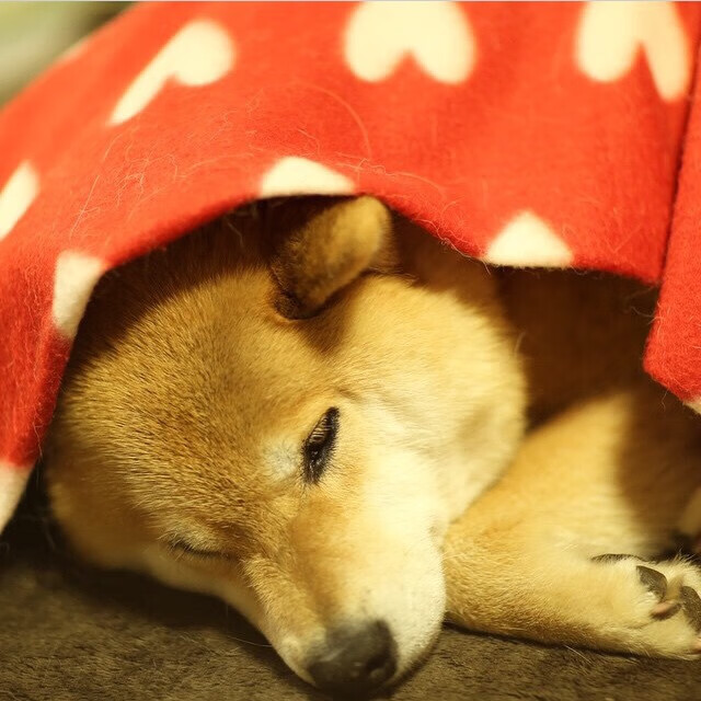 爱游戏平台体验-NBA球队比赛录像技术的创新应用,nba录像数据