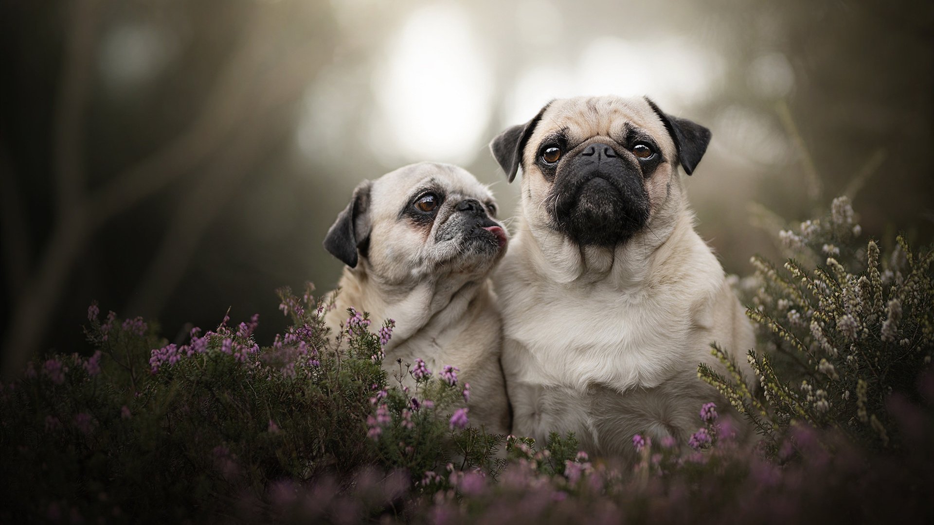 爱游戏娱乐平台-五大联赛中场争夺激烈程度是否决定观赏性高低，五大联赛场地大小