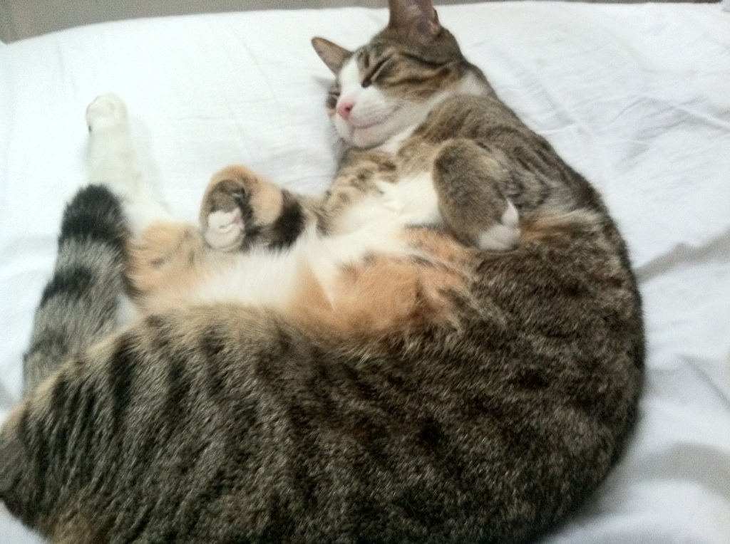 爱游戏体育-体育新闻中心优化运动健康内容审核标准流程,体育新闻报道新闻稿