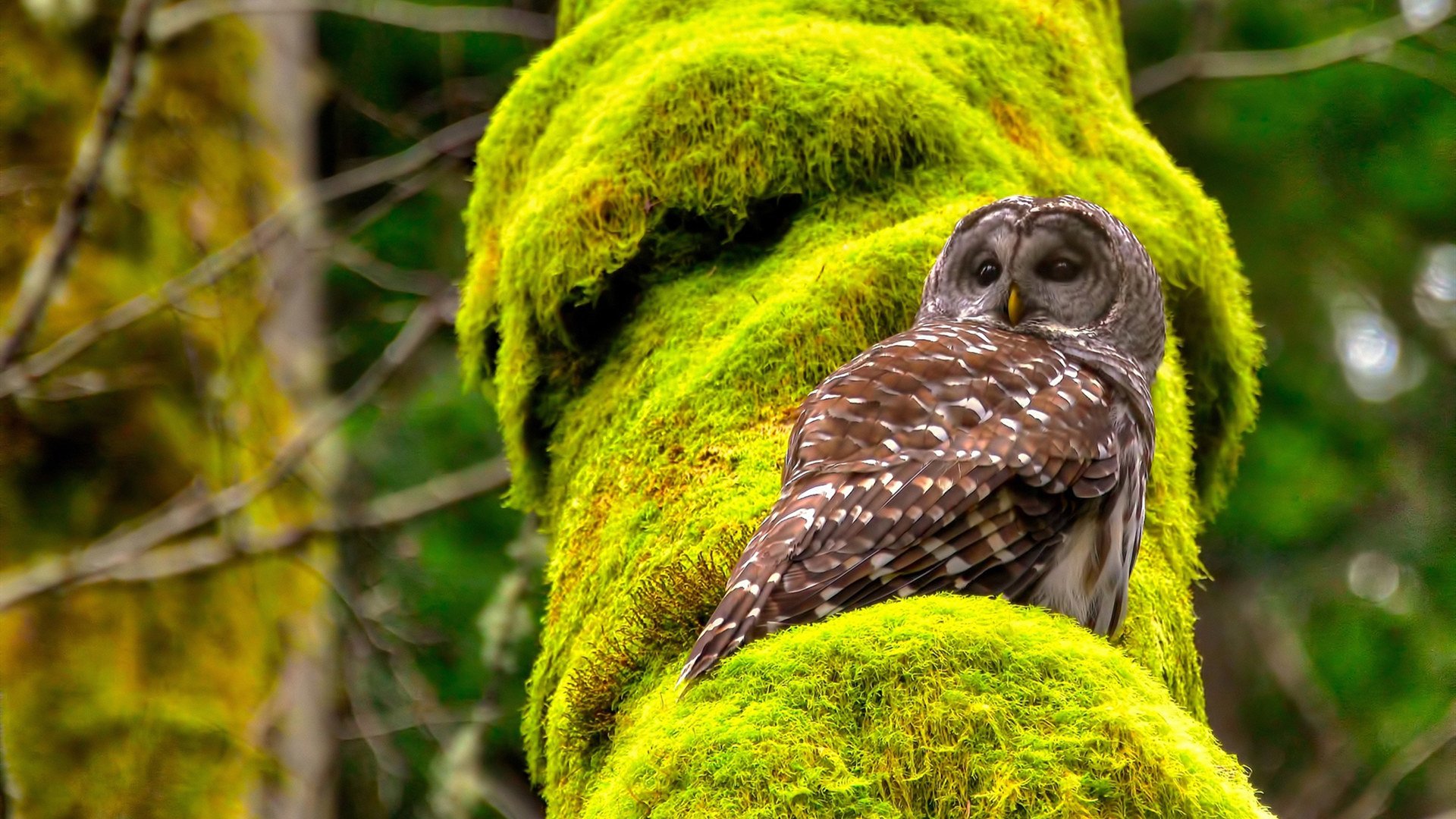 爱游戏平台体验-国际米兰前后场衔接更趋紧密,国际米兰队的强力前锋